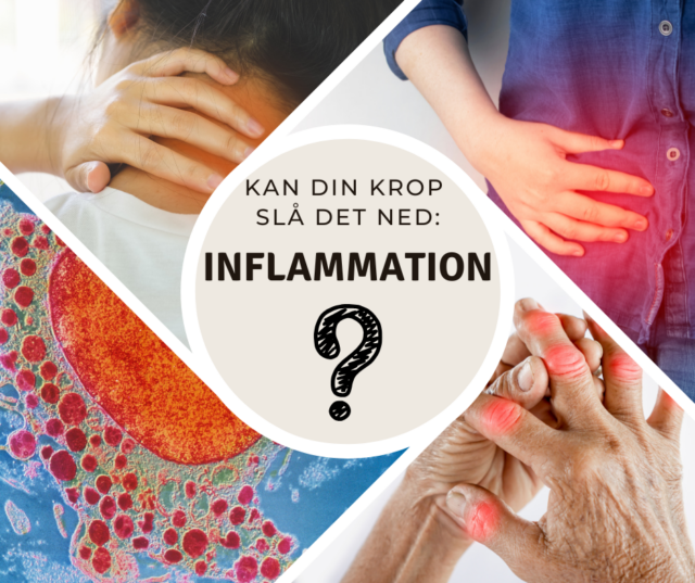 inflammation - kan kroppen bekæmpe det?
